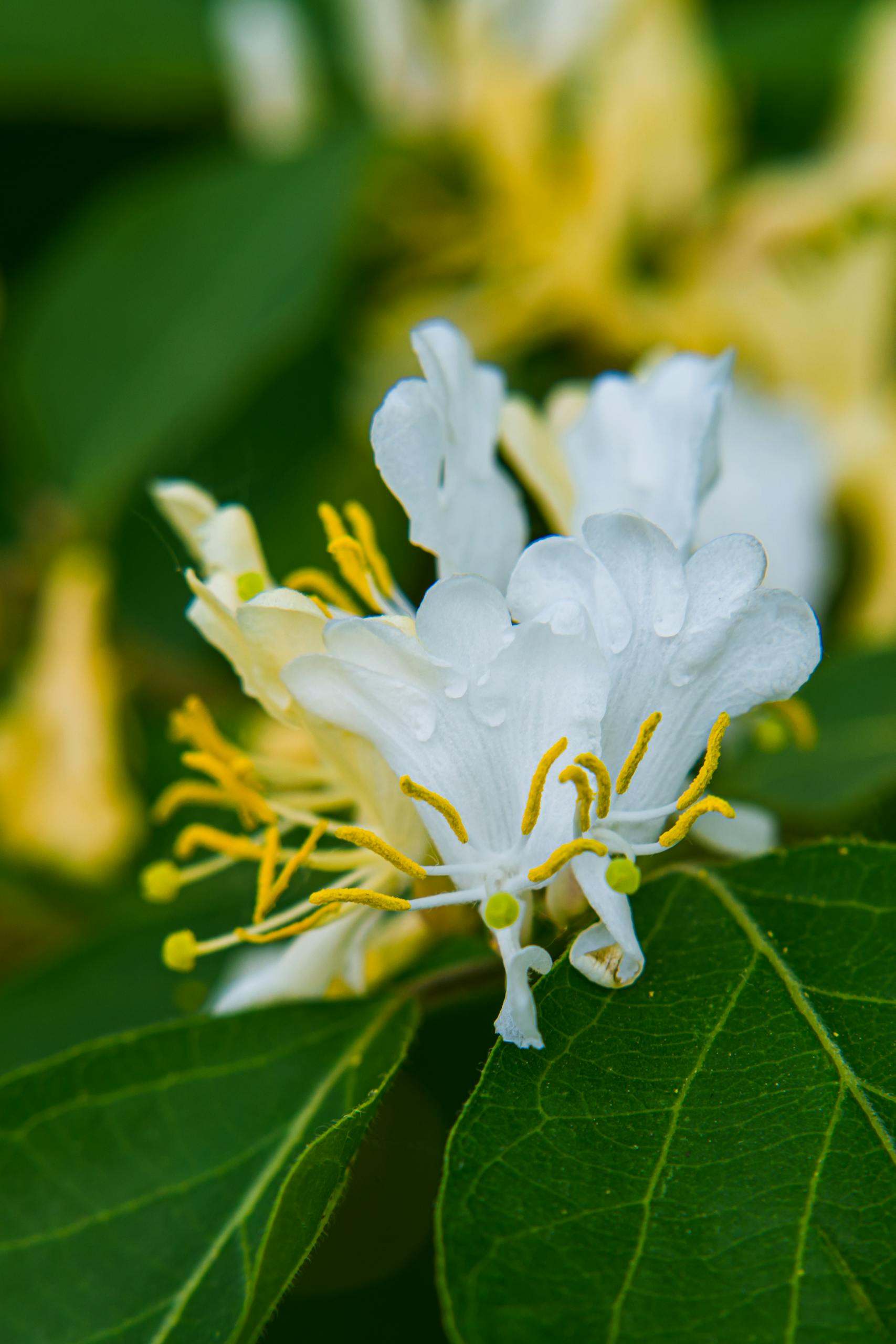 Detailed close-up of white honeysuckle flowers surrounded by lush green leaves, capturing nature's beauty.